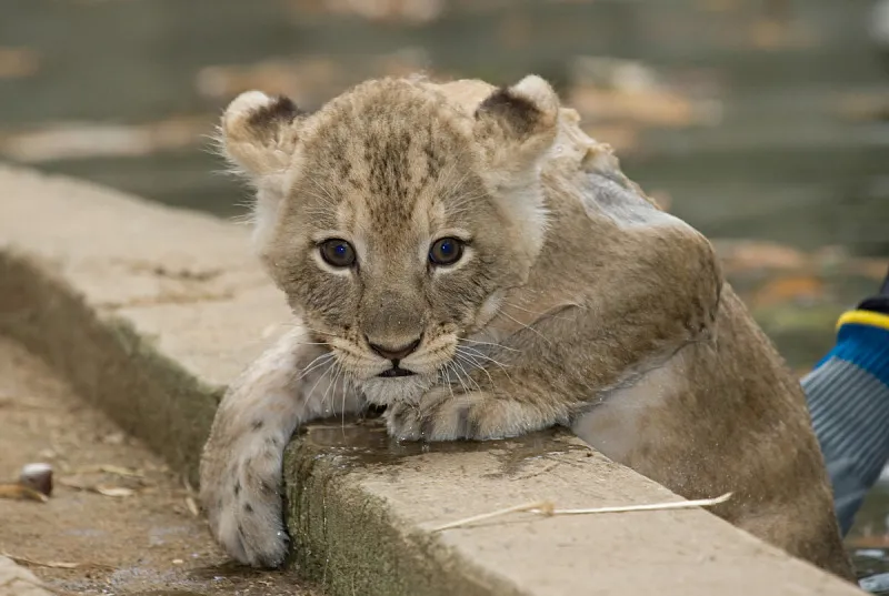HUGE NEWS – Smithsonian Images Copyright Free