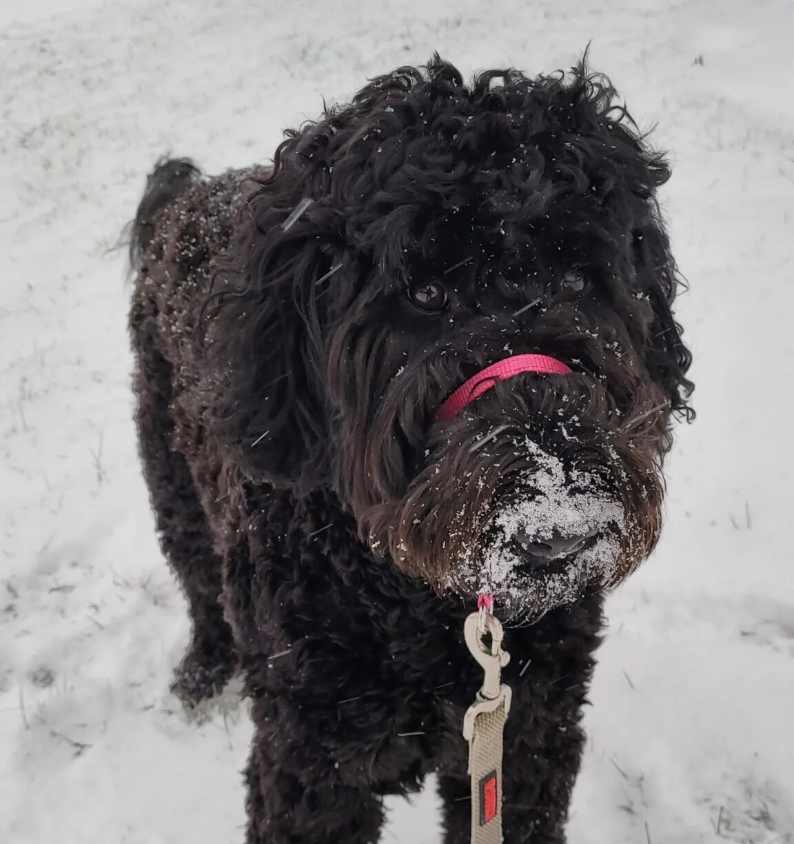 Let Is Snow!