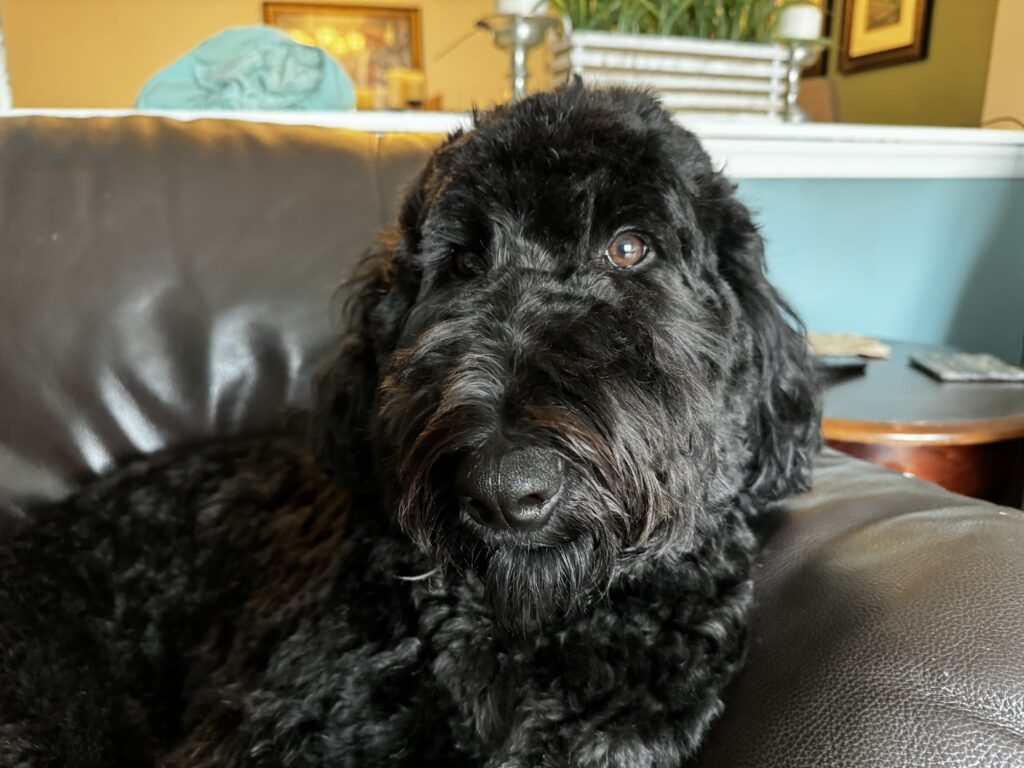 AireDoodle on brown leather couch.