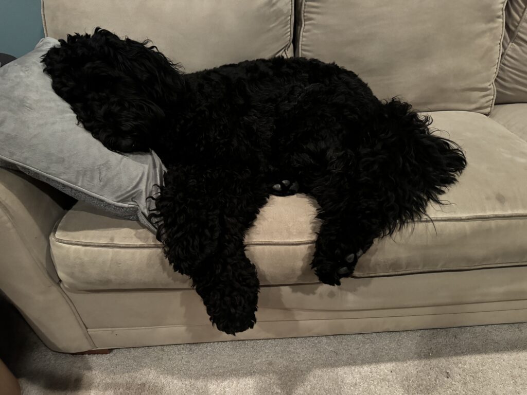 Olive the black curly haired Airedoodle doing what she does best. Laying on the couch like a potato!