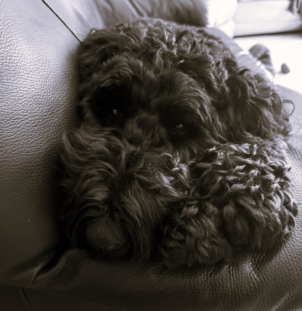 a black dog lying on a couch. Head on paws.