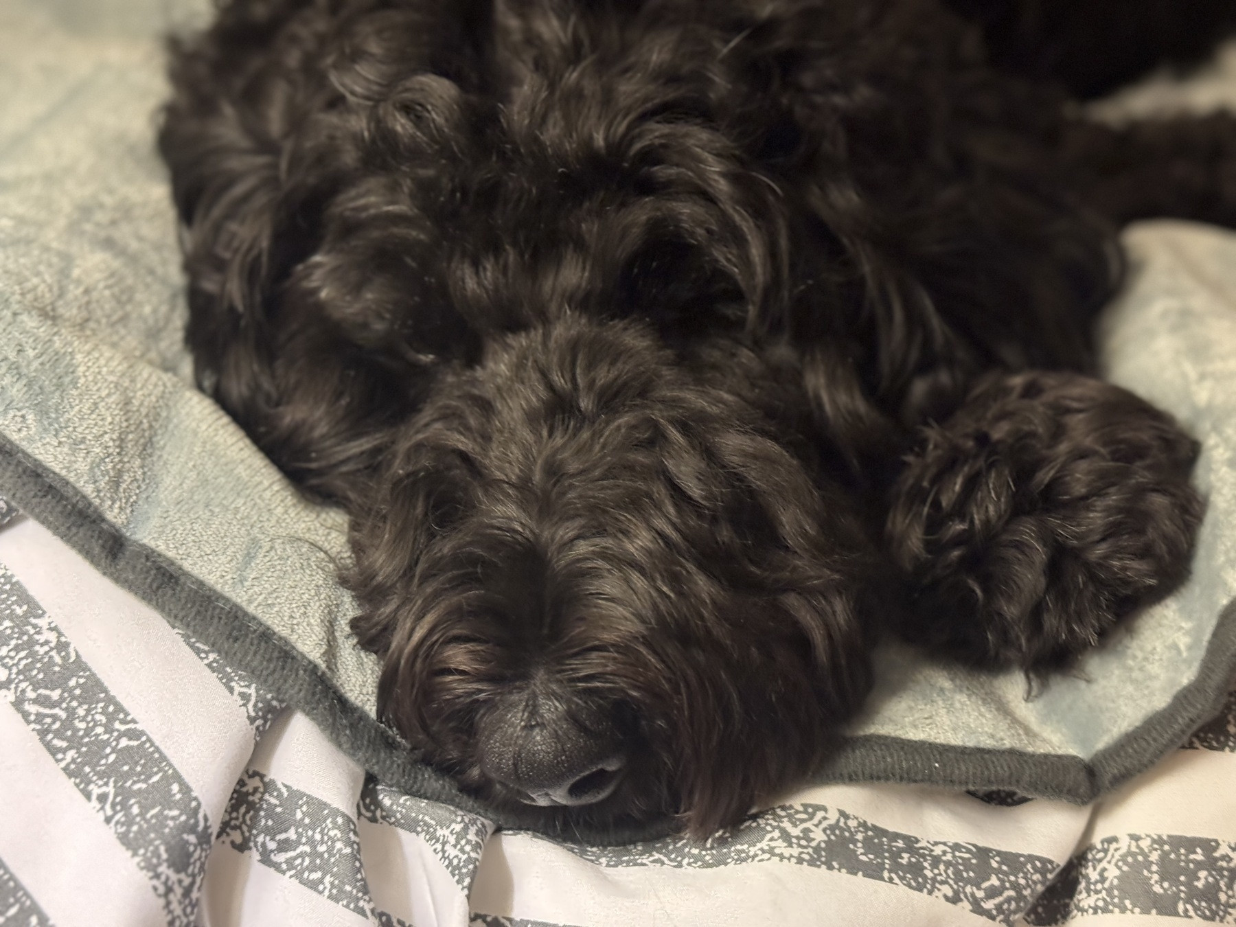 Fluffy Airedoodle laying on bed covers