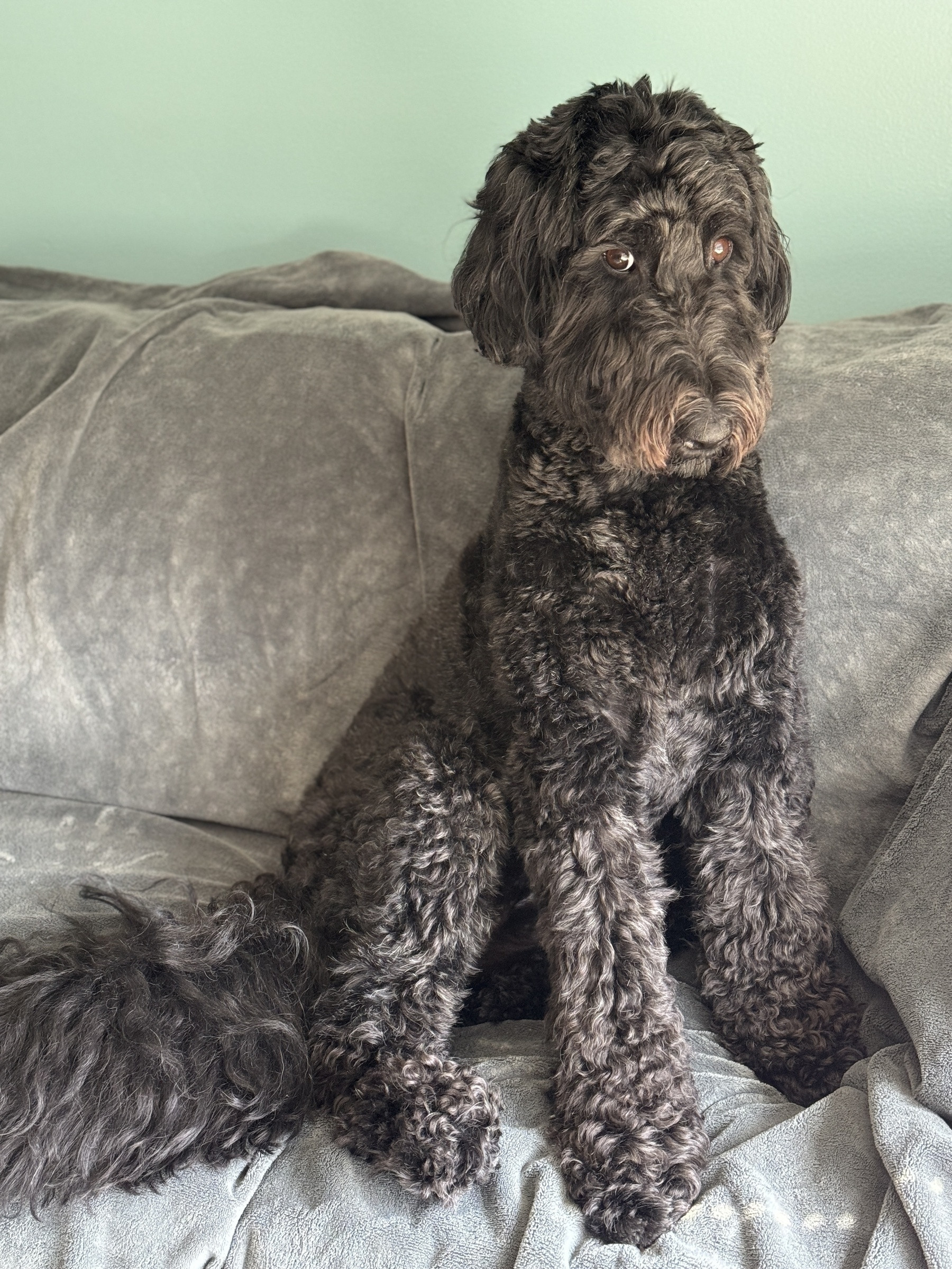 Black Airedoodle dog sitting on gray couch. Giving a funny look at the camera.