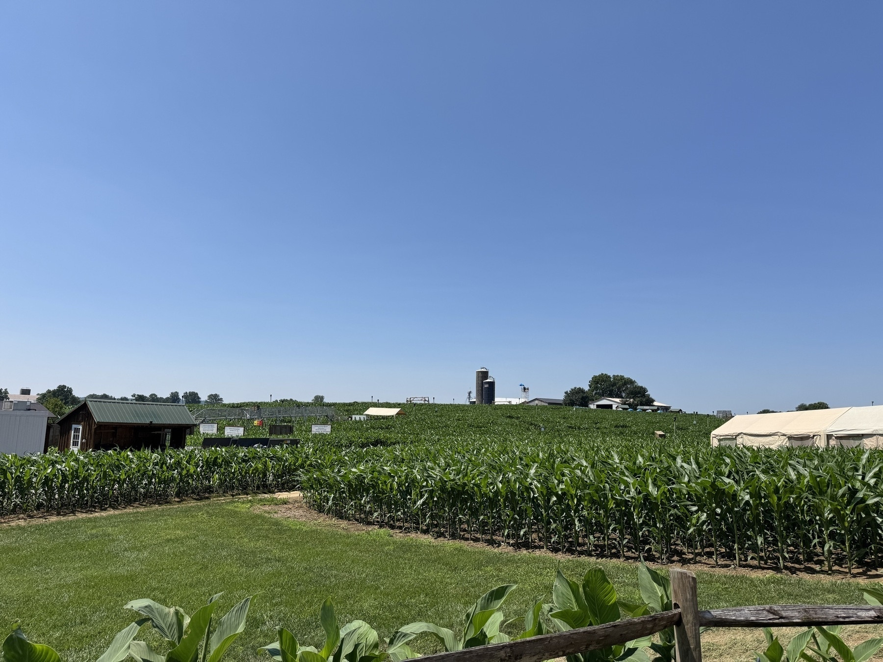Farm and corn blue sky barn and silo