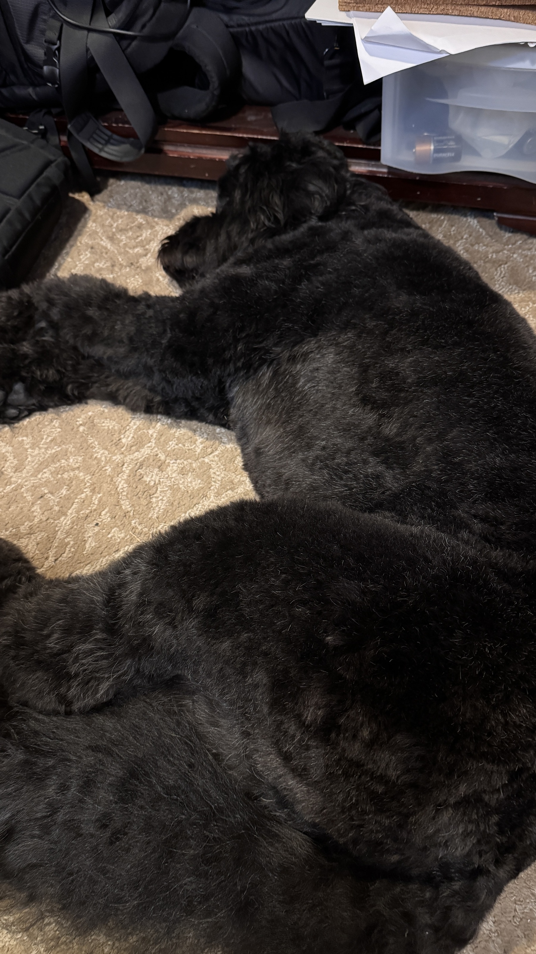 A large black dog is sleeping on a carpeted floor surrounded by some bags and boxes.