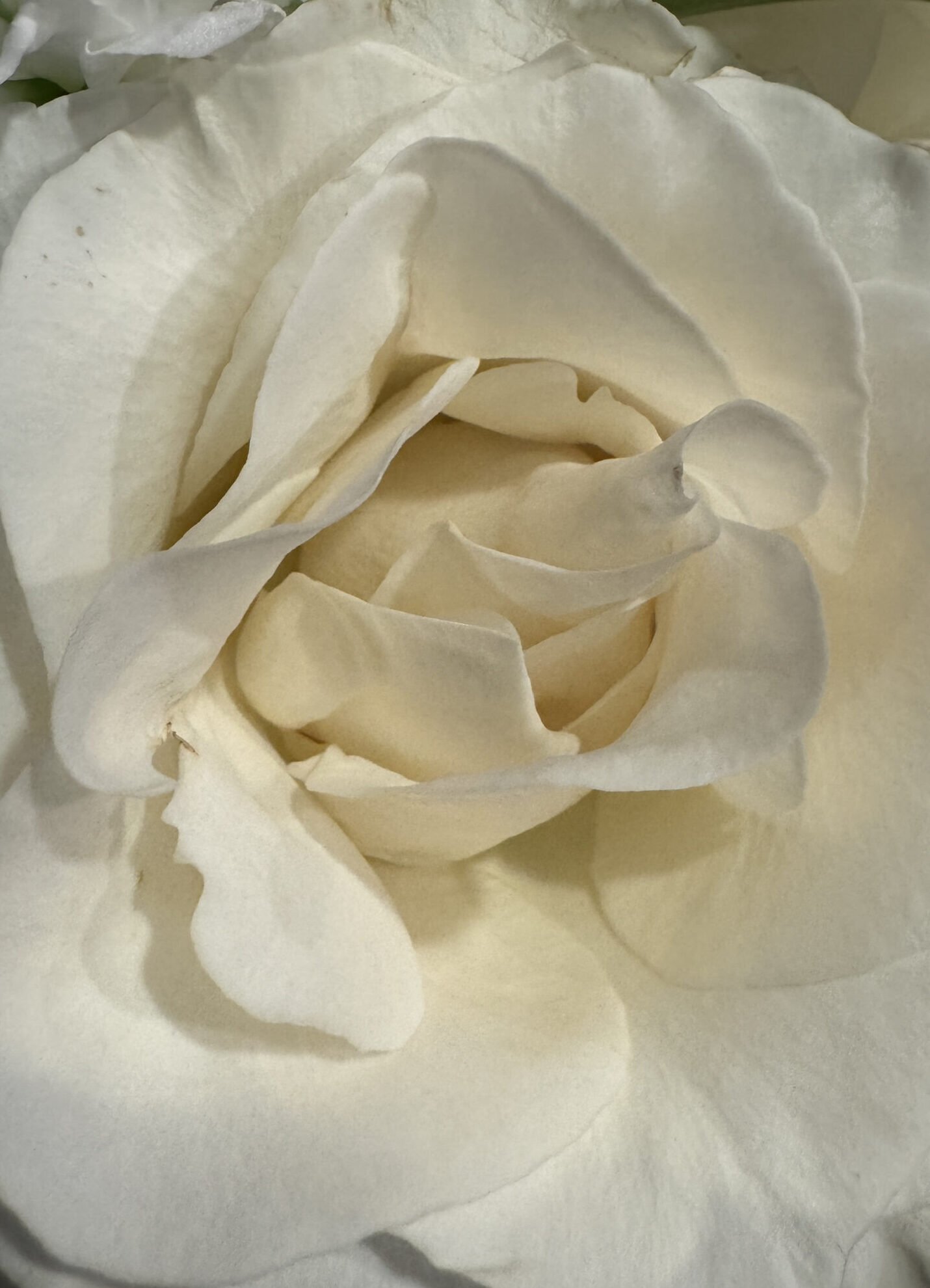 Close up of a white rose.