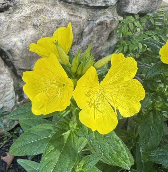 yellow-flowers along stone wall