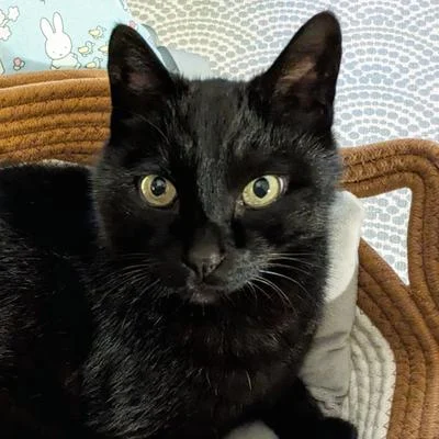 Jiji Mao