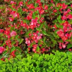 Bright red flowers with glossy green leaves and a row of vibrant green bushes at the front.